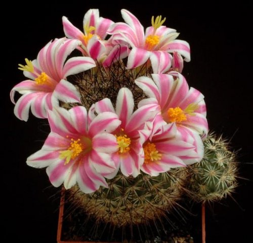 Mammillaria_blossfeldiana_1